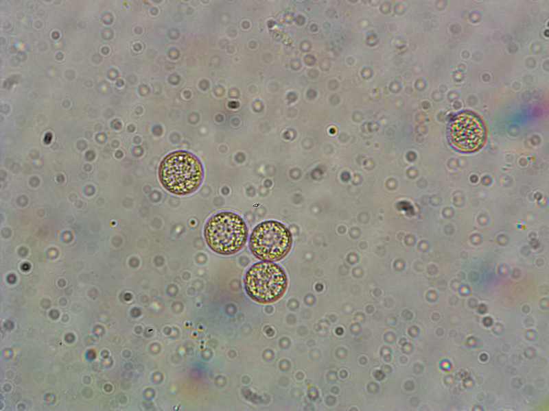 Cribraria (persoonii)??